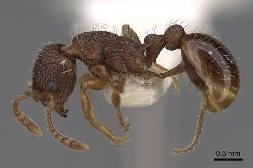 Myrmica hamulata specimen CASENT0922754 image casent0922754_3