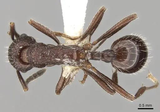 Myrmica hecate specimen CASENT0280837 image casent0280837_1