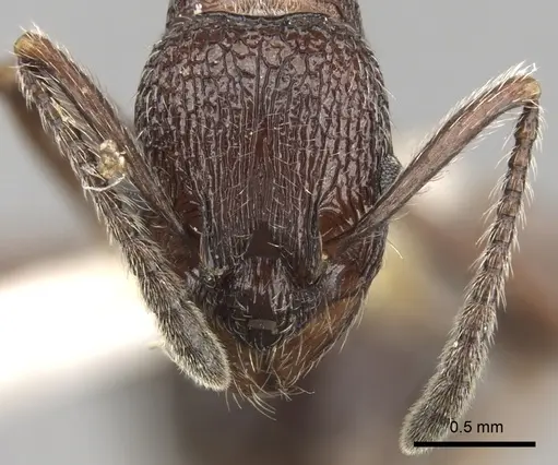 Myrmica hecate specimen CASENT0280837 image casent0280837_2