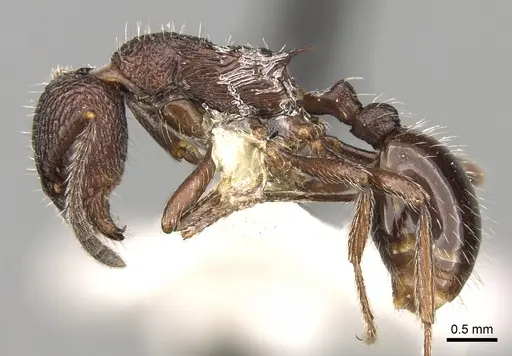 Myrmica hecate specimen CASENT0280837 image casent0280837_3