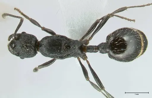 Myrmica hecate specimen FOCOL1821 image focol1821_1