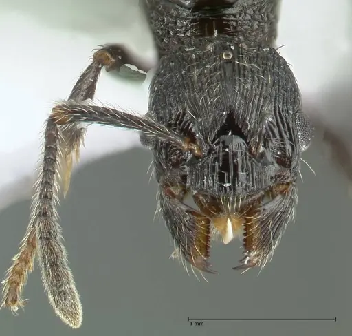 Myrmica hecate specimen FOCOL1821 image focol1821_2