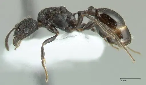 Myrmica hecate specimen FOCOL1821 image focol1821_3