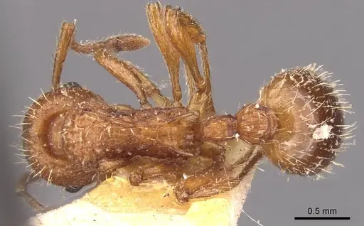 Myrmica hellenica specimen CASENT0907653 image casent0907653_1