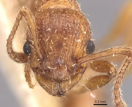 Myrmica hellenica specimen CASENT0907653 image casent0907653_2