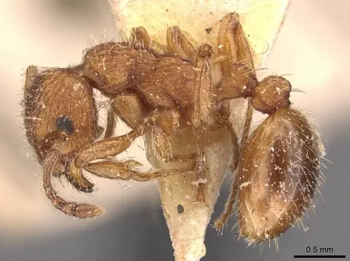 Myrmica hellenica specimen CASENT0907653 image casent0907653_3
