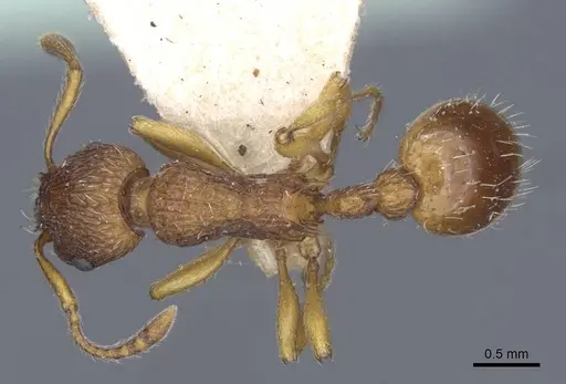Myrmica hellenica specimen CASENT0916891 image casent0916891_1