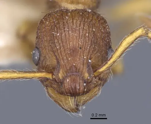 Myrmica hellenica specimen CASENT0916891 image casent0916891_2