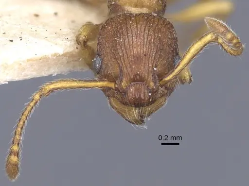 Myrmica hellenica specimen CASENT0916891 image casent0916891_3