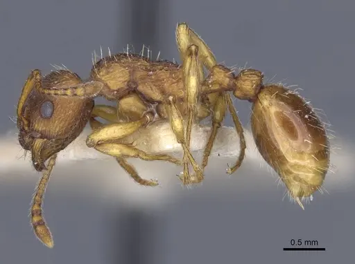 Myrmica hellenica specimen CASENT0916891 image casent0916891_4