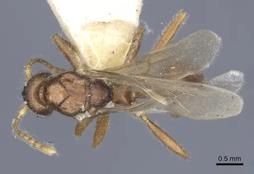 Myrmica hellenica specimen CASENT0916892 image casent0916892_1