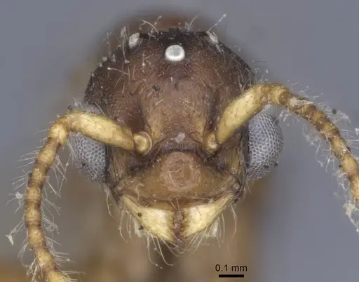 Myrmica hellenica specimen CASENT0916892 image casent0916892_2