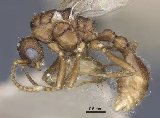 Myrmica hellenica specimen CASENT0916892 image casent0916892_3