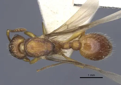 Myrmica hellenica specimen CASENT0916893 image casent0916893_1