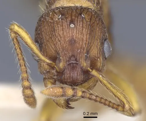 Myrmica hellenica specimen CASENT0916893 image casent0916893_2