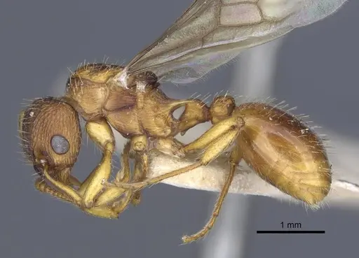 Myrmica hellenica specimen CASENT0916893 image casent0916893_3