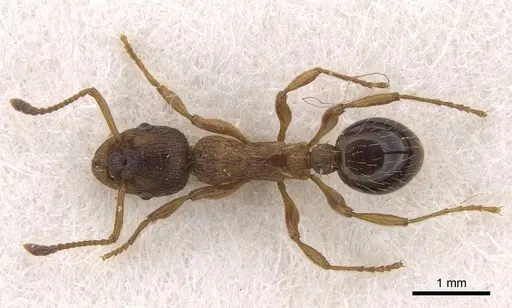 Myrmica hellenica specimen CASENT0922792 image casent0922792_1