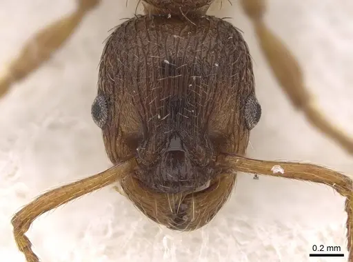 Myrmica hellenica specimen CASENT0922792 image casent0922792_2