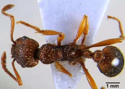 Myrmica hellenica specimen CFH000022 image cfh000022_1