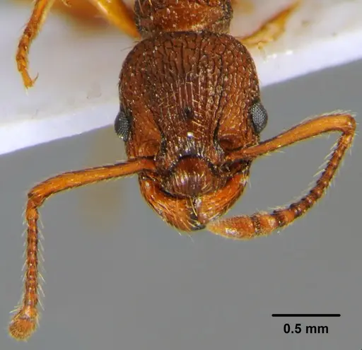 Myrmica hellenica specimen CFH000022 image cfh000022_2