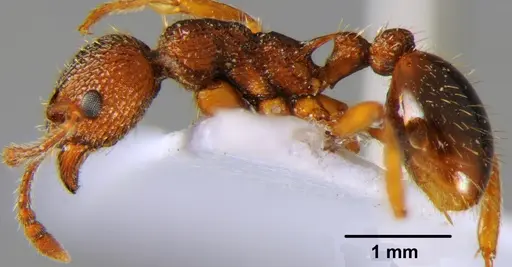 Myrmica hellenica specimen CFH000022 image cfh000022_3