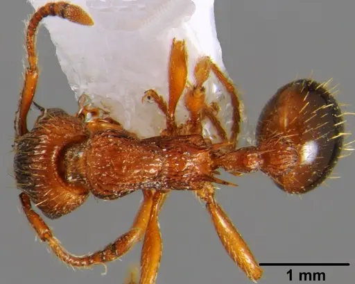Myrmica hellenica specimen CSH000040 image csh000040_1