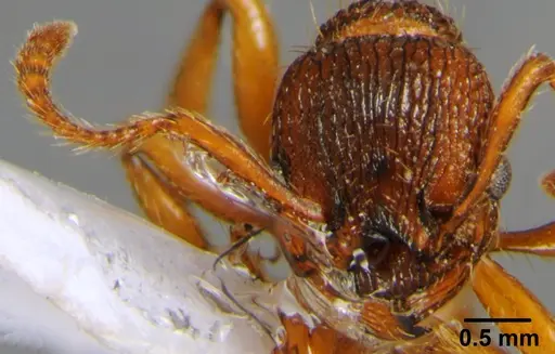 Myrmica hellenica specimen CSH000040 image csh000040_2