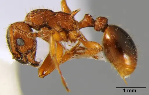 Myrmica hellenica specimen CSH000040 image csh000040_3