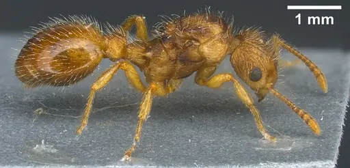 Myrmica hirsuta specimen ANTWEB1041365 image antweb1041365_1