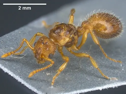 Myrmica hirsuta specimen ANTWEB1041365 image antweb1041365_2