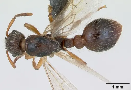 Myrmica hirsuta specimen CASENT0172757 image casent0172757_1