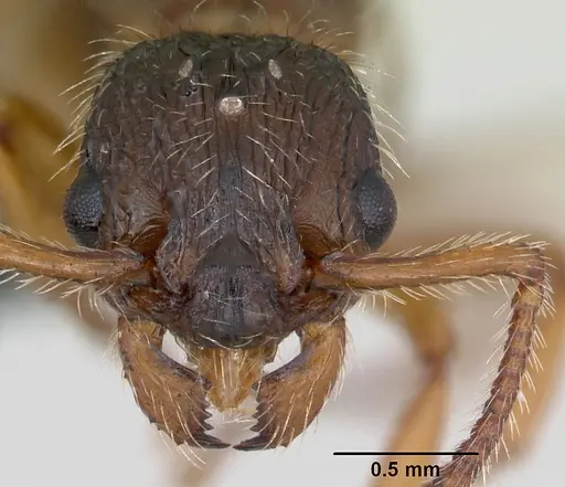 Myrmica hirsuta specimen CASENT0172757 image casent0172757_3