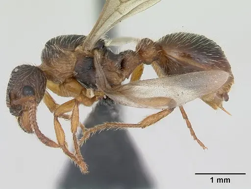 Myrmica hirsuta specimen CASENT0172757 image casent0172757_4