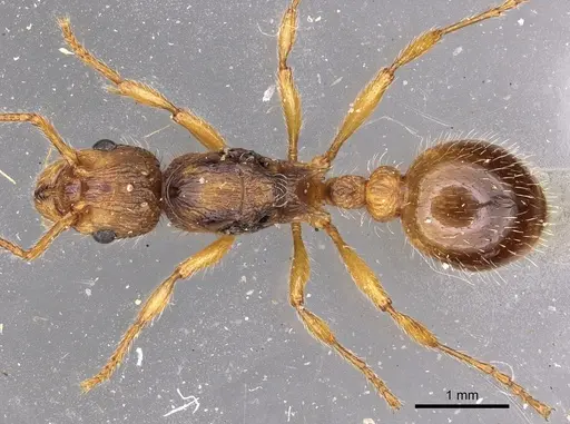 Myrmica hirsuta specimen CASENT0900279 image casent0900279_1