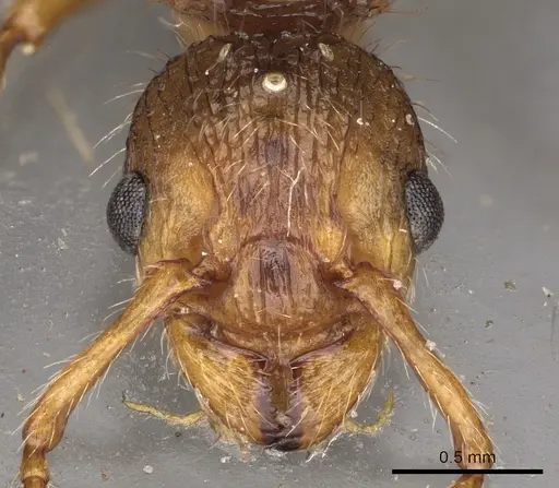 Myrmica hirsuta specimen CASENT0900279 image casent0900279_2