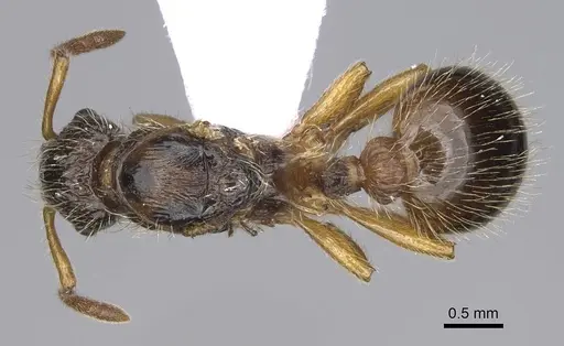Myrmica hirsuta specimen CASENT0914241 image casent0914241_1
