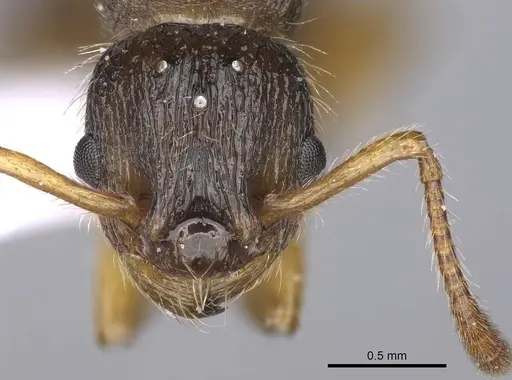Myrmica hirsuta specimen CASENT0914241 image casent0914241_2
