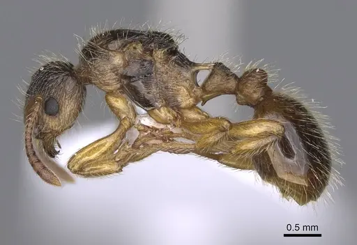 Myrmica hirsuta specimen CASENT0914241 image casent0914241_3