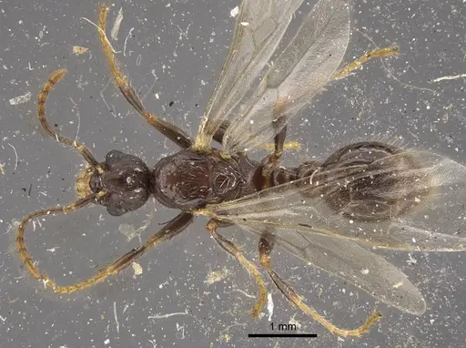 Myrmica hirsuta specimen CASENT0917685 image casent0917685_1