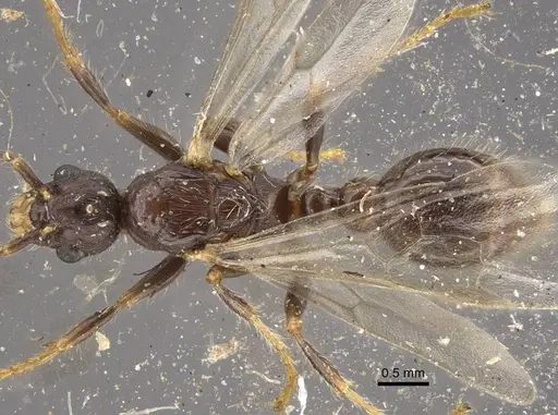 Myrmica hirsuta specimen CASENT0917685 image casent0917685_2
