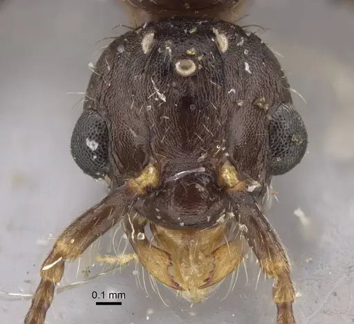 Myrmica hirsuta specimen CASENT0917685 image casent0917685_3