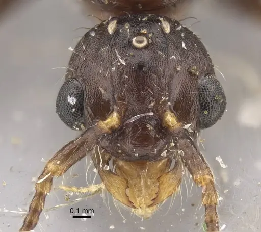 Myrmica hirsuta specimen CASENT0917685 image casent0917685_4