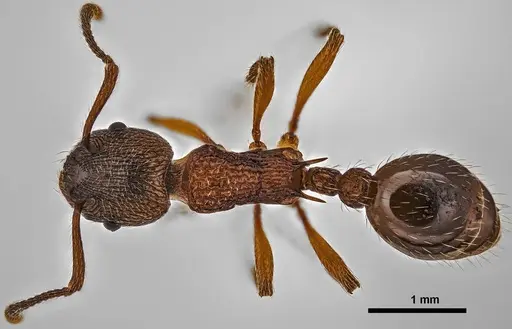 Myrmica incompleta specimen ANTWEB1038042 image antweb1038042_1