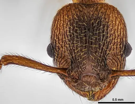 Myrmica incompleta specimen ANTWEB1038042 image antweb1038042_2