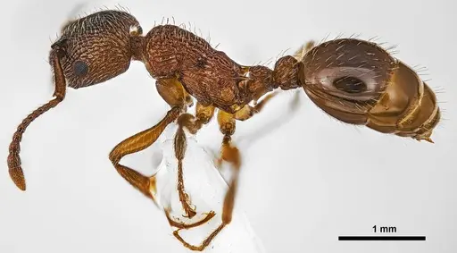 Myrmica incompleta specimen ANTWEB1038042 image antweb1038042_3