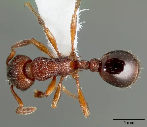 Myrmica incompleta specimen CASENT0005703 image casent0005703_1