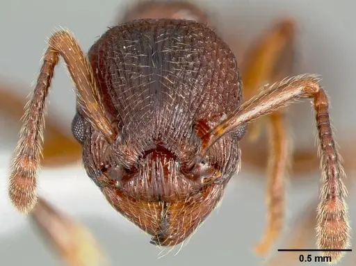 Myrmica incompleta specimen CASENT0005703 image casent0005703_2