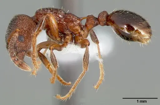 Myrmica incompleta specimen CASENT0005703 image casent0005703_3