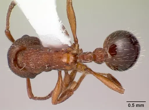 Myrmica incompleta specimen CASENT0179858 image casent0179858_1