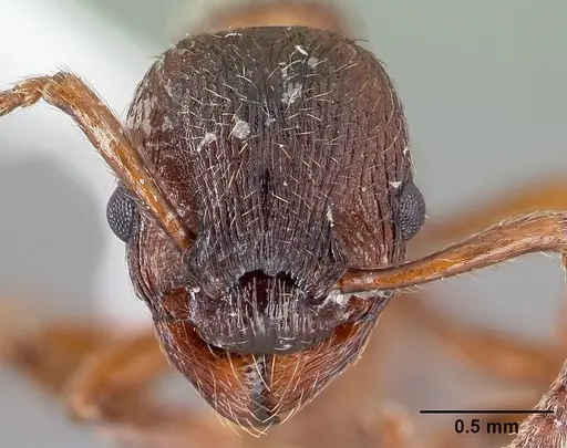 Myrmica incompleta specimen CASENT0179858 image casent0179858_2
